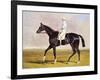 Sir Mark Wood's Racehorse 'Lucetta' with J. Robinson Up-John Frederick Herring I-Framed Giclee Print