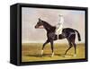 Sir Mark Wood's Racehorse 'Lucetta' with J. Robinson Up-John Frederick Herring I-Framed Stretched Canvas