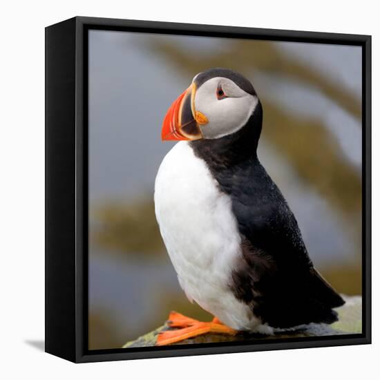 Sir Puffin-Howard Ruby-Framed Stretched Canvas