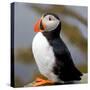 Sir Puffin-Howard Ruby-Stretched Canvas