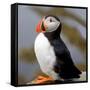 Sir Puffin-Howard Ruby-Framed Stretched Canvas