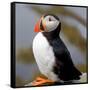 Sir Puffin-Howard Ruby-Framed Stretched Canvas