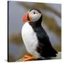 Sir Puffin-Howard Ruby-Stretched Canvas