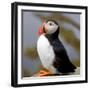 Sir Puffin-Howard Ruby-Framed Premium Photographic Print