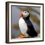 Sir Puffin-Howard Ruby-Framed Photographic Print