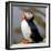 Sir Puffin-Howard Ruby-Framed Photographic Print