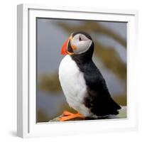 Sir Puffin-Howard Ruby-Framed Photographic Print