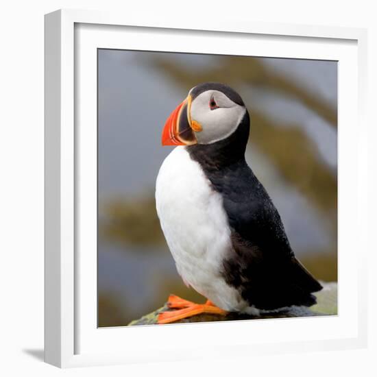 Sir Puffin-Howard Ruby-Framed Photographic Print