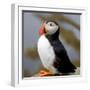 Sir Puffin-Howard Ruby-Framed Photographic Print