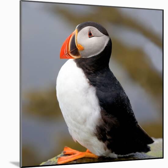 Sir Puffin-Howard Ruby-Mounted Photographic Print