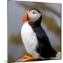 Sir Puffin-Howard Ruby-Mounted Photographic Print