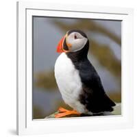 Sir Puffin-Howard Ruby-Framed Photographic Print