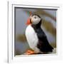 Sir Puffin-Howard Ruby-Framed Photographic Print