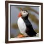 Sir Puffin-Howard Ruby-Framed Photographic Print