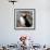 Sir Puffin-Howard Ruby-Framed Photographic Print displayed on a wall