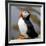 Sir Puffin-Howard Ruby-Framed Photographic Print