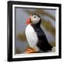 Sir Puffin-Howard Ruby-Framed Photographic Print