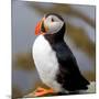 Sir Puffin-Howard Ruby-Mounted Photographic Print