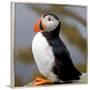 Sir Puffin-Howard Ruby-Framed Photographic Print