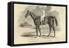 Sir Tatton Sykes', Winner of St. Leger, from 'The Illustrated London News', 26th September 1846-John Frederick Herring II-Framed Stretched Canvas