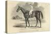 Sir Tatton Sykes', Winner of St. Leger, from 'The Illustrated London News', 26th September 1846-John Frederick Herring II-Stretched Canvas