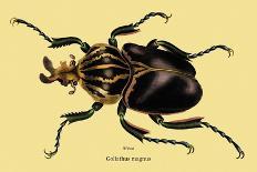 Horned Beetle-Sir William Jardine-Art Print