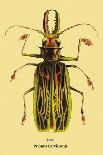 Beetles: Scarabaeus Macropus and Chrysophora Chrysochlora-Sir William Jardine-Art Print