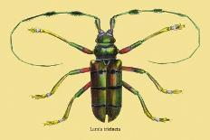 Beetles: Scarabaeus Macropus and Chrysophora Chrysochlora-Sir William Jardine-Art Print