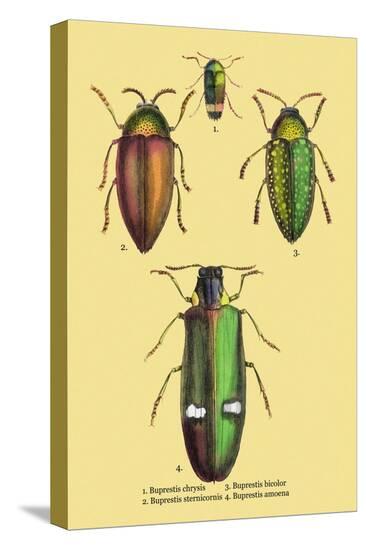 Stretched Canvas Print, , large