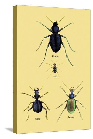 Stretched Canvas Print, , large