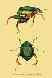 Beetle: Lamia Tricincta-Sir William Jardine-Art Print
