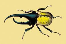Horned Beetle-Sir William Jardine-Art Print