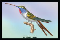 Hummingbird: Trochilus Vesper-Sir William Jardine-Art Print