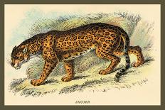 Jaguar-Sir William Jardine-Art Print
