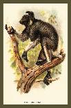 The Red-Ruffed Lemur-Sir William Jardine-Art Print