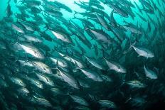 Whale shark swimming through a school of Goldband fusiliier-Sirachai Arunrugstichai-Laminated Photographic Print