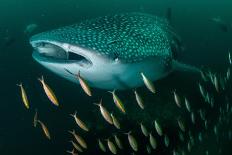 Whale shark swimming through a school of Goldband fusiliier-Sirachai Arunrugstichai-Laminated Photographic Print