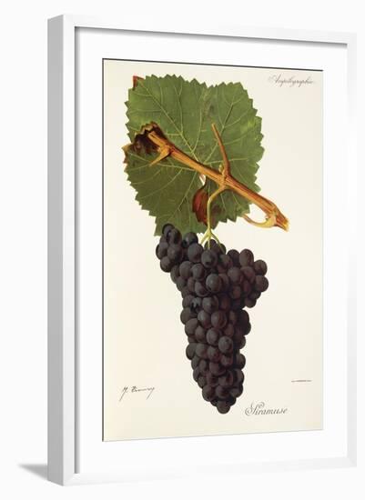 Siramuse Grape-J. Troncy-Framed Giclee Print