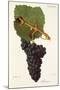 Siramuse Grape-J. Troncy-Mounted Giclee Print