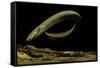 Siren Intermedia (Lesser Siren)-Paul Starosta-Framed Stretched Canvas