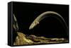 Siren Intermedia (Lesser Siren)-Paul Starosta-Framed Stretched Canvas