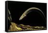 Siren Intermedia (Lesser Siren)-Paul Starosta-Framed Stretched Canvas