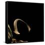 Siren Intermedia (Lesser Siren)-Paul Starosta-Framed Stretched Canvas