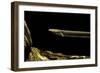 Siren Intermedia (Lesser Siren)-Paul Starosta-Framed Photographic Print