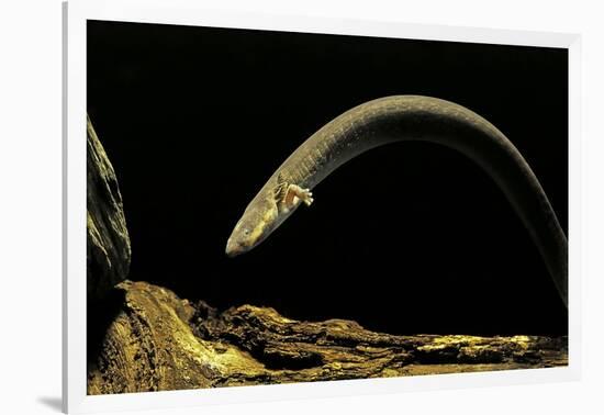 Siren Intermedia (Lesser Siren)-Paul Starosta-Framed Photographic Print