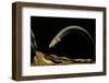 Siren Intermedia (Lesser Siren)-Paul Starosta-Framed Photographic Print