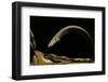 Siren Intermedia (Lesser Siren)-Paul Starosta-Framed Photographic Print