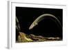 Siren Intermedia (Lesser Siren)-Paul Starosta-Framed Photographic Print