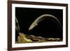 Siren Intermedia (Lesser Siren)-Paul Starosta-Framed Photographic Print