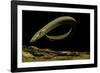 Siren Intermedia (Lesser Siren)-Paul Starosta-Framed Photographic Print